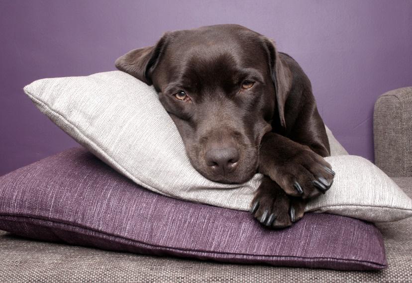 Keeping Floors Clean with Pets